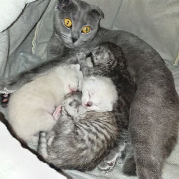 pişik üçün yuva: Şotland yastı qulaq — 4