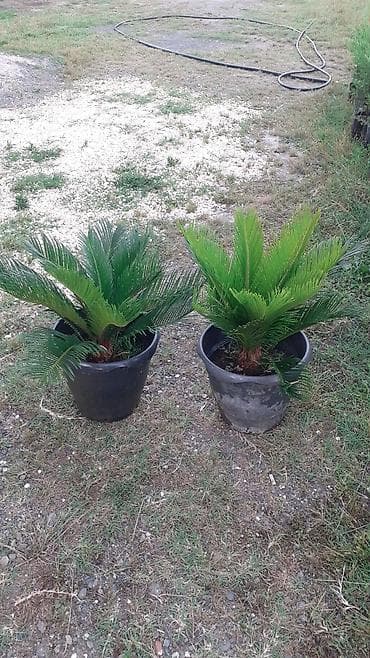 diffenbaxiya bitkisi: Çekas palma dibçeklerde.Sifarişləri Bakıya çatdırmaq mumkundur — 1