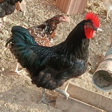 купить кролика в баку: Saf qan xətləri olan qara xalli xoruzlar - Rəng: dərin qara, günəşdə — 7