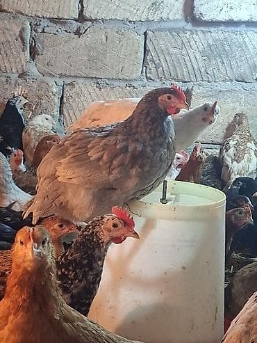 balaca it şəkilləri: Toyuq cücələri, Ətlik — 6