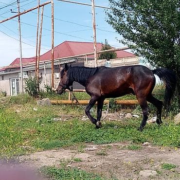dayça at: Erkək, Ərəb, il: 6, Ödənişli çatdırılma — 5