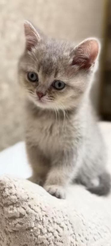 erkek pişik: Britan, Erkək — 2