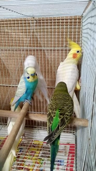 Digər heyvanlar: Korella 50 azn papuqay 15 azn Nimfa (cockatiel) cütlüyü və qəfəs dəsti — 1