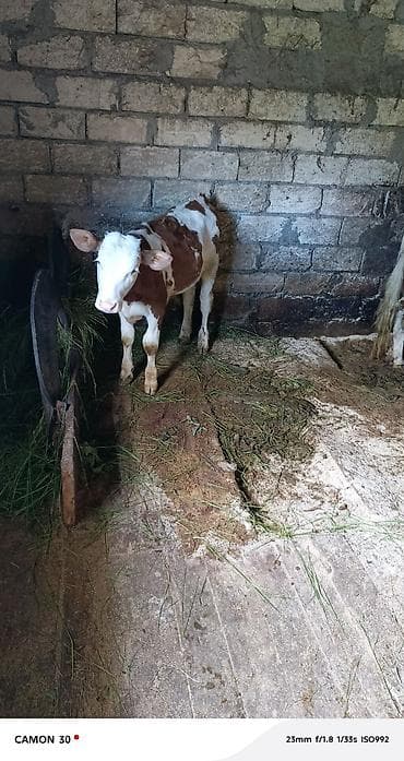 satılık dana saray: Satılır 🐄 Çox yaxşı baxılmış Holşteyn cinsili inək satılır. Gündəlik — 4