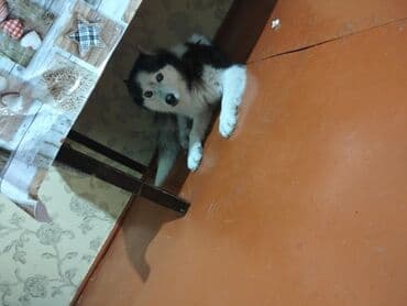 keci dərisi: Xaski, Dişi, Peyvəndli, Ünvandan götürmə, Pulsuz çatdırılma, Ödənişli çatdırılma — 2