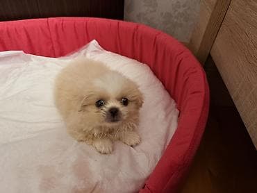 heyvanlar atlar: Pekines, 1 ay, Erkək — 8