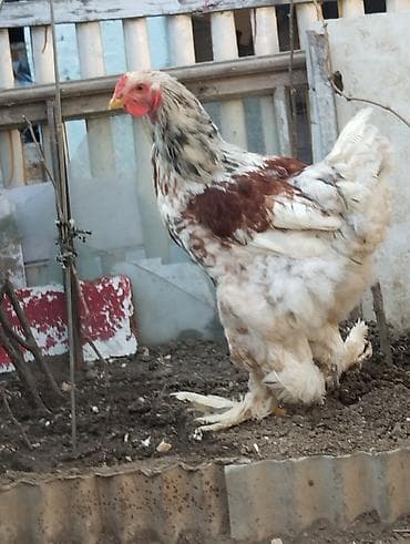 Toyuq, Brama, Damazlıq, Ünvandan götürmə