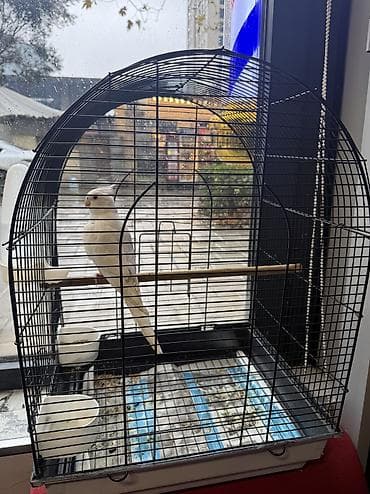 quzu qabi: Erkəy Korella Albinos Papuqay Əsl cütə hazır quş 1 yaş Əl quşudu — 6