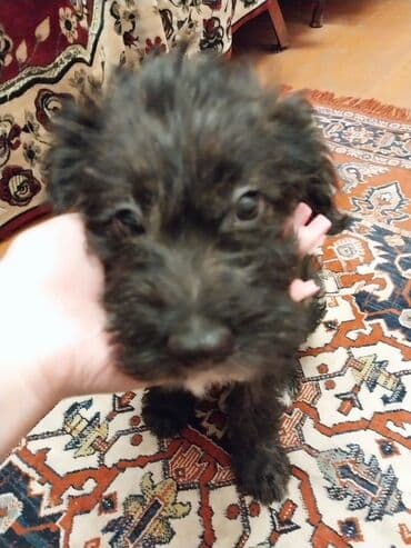 it baytarı: Pudel — 1