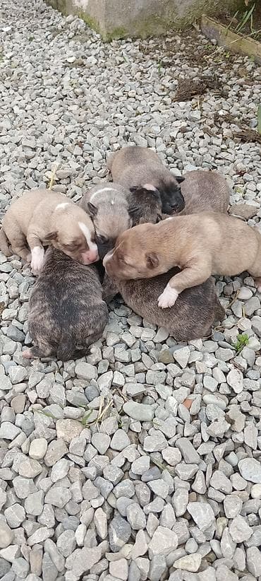 alman itleri: Pitbul, Dişi — 3