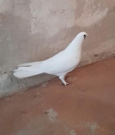 sultan quşu: Tutulma erkey — 2