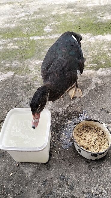 quzu şəkilləri: Erkək, | Lal ördək, Damazlıq, Ünvandan götürmə — 15