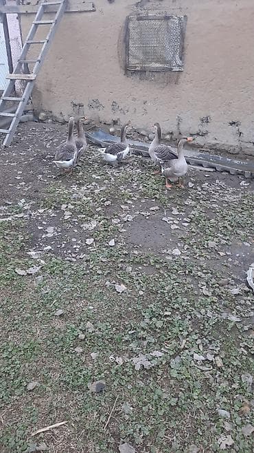 - Növ: ev qazları - Say: şəkillərdə olan qazlardan ikisi satılır -