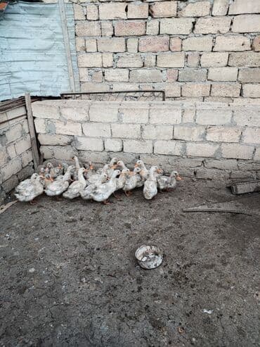 kend toyuqları: Satılır: ev təsərrüfatı üçün ördəklər qrupu - Növ: ağ-boz yerli — 3