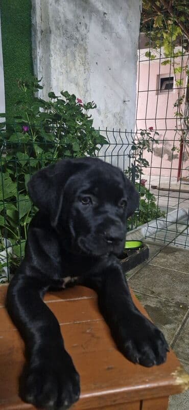 it yuvasi: Kane-Korso, Erkek, Sənədli, Ünvandan götürmə — 2