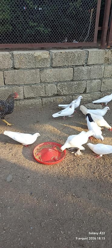 goyercin type 1: Unvan Lənkəran.Bakıya 20yanvara və bəzi rayonlara çatdırılma — 2