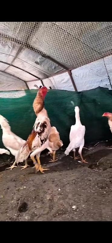 kənd toyuqları: Toyuq cücələri, Damazlıq — 3