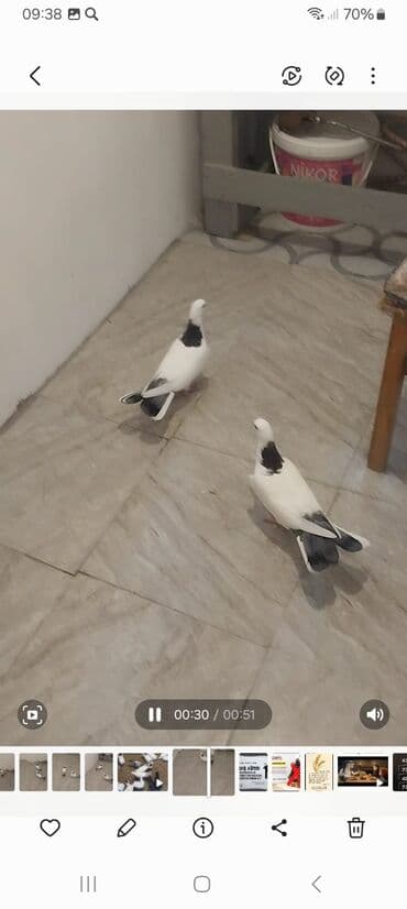 boynu gullu: Goy porka goy boynu gullu hundurdu balalardi den yeyen.100 Azn biri 20 — 4