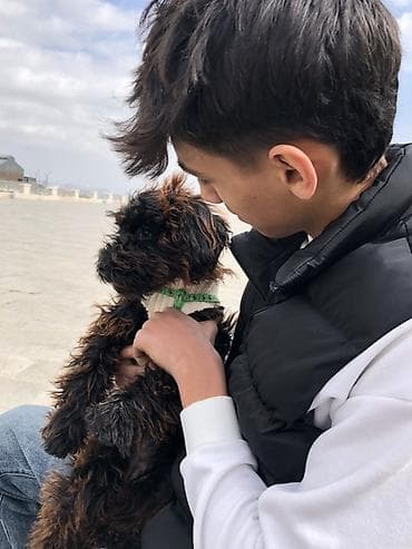 Pudel, 5 ay, Dişi, Ünvandan götürmə