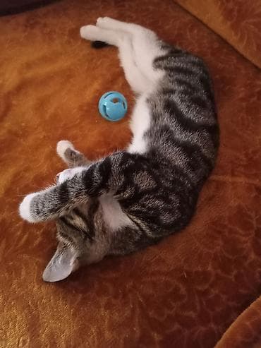 Tabbi, Erkək, Yaxşı əllərə lalafo.az -da Tabbi, Erkək, Yaxşı əllərə