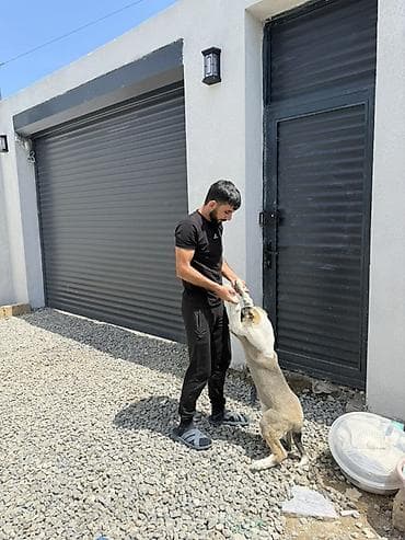 Qaz balonu – 50 litrlik (təxmini), metal korpuslu - Rəng: qırmızı - — 2