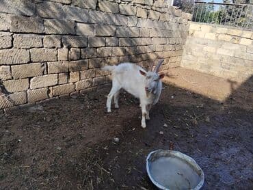 balasına sud verməyən qoyuna nə deyirlər: Erkək, il: 1, Damazlıq — 3
