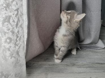 Маленьких котят отдают в добрые и заботливые руки 🐾 Желтый кот —