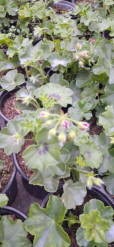 limon qabi: Məhsul: Saksıda sardunya (Pelargonium) – müxtəlif rənglərdə [TƏK — 3