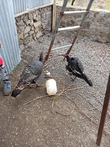 ag at satilir: Dişi, Damazlıq — 1