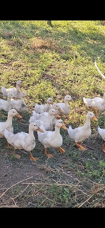 danişan quş: Ağ rəngli cücədən böyüməkdə olan ördəklər - Növ: yerli ağ ördək (sarı — 3