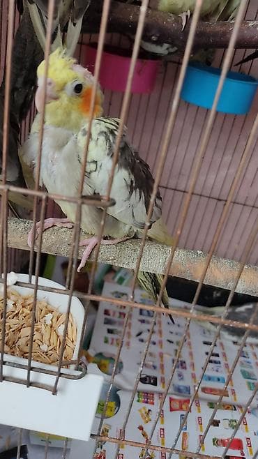 balaca tuklu it: Məhsul: Nimfa (Cockatiel) cücələri Xüsusiyyətlər: - Növ: Nimfa — 2