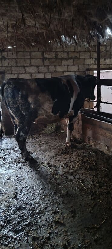 Quzu: Erkək, Holsteyn, il: 3, 400 kq, Ətlik, Ünvandan götürmə — 4