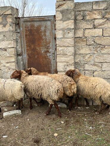 ZİL: Salam kök ətdiy kəskiliy qoyunlar super kökdülər — 5