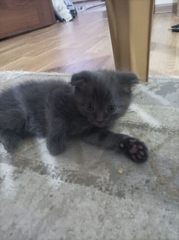 VAZ (LADA): Britan, Dişi, Yaxşı əllərə, Ödənişli çatdırılma — 3