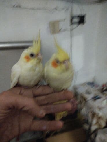 goyercin yuvasi: Məhsul: Nimfa (Cockatiel) tutuquşuları – ağ-sarı rəngli, yanaqlarda — 3