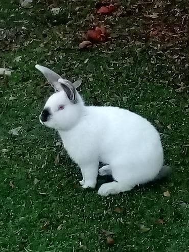 Temiz koliforniya dovwanlari .anasi atasi hamsi biryerde satilir.anasi