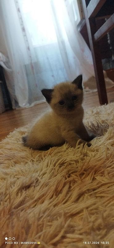 hamster satis: Britan — 5
