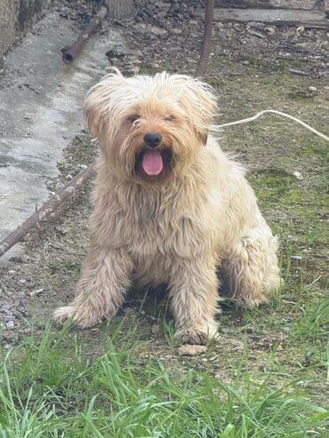 маленькие собаки в баку: Satışda: kiçik ölçülü, uzun tüklü ev iti - Tip: kiçik cins, uzun və — 2