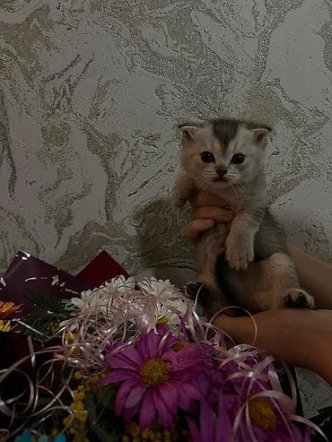 tuksuz pişik: Şotland yastı qulaq — 5