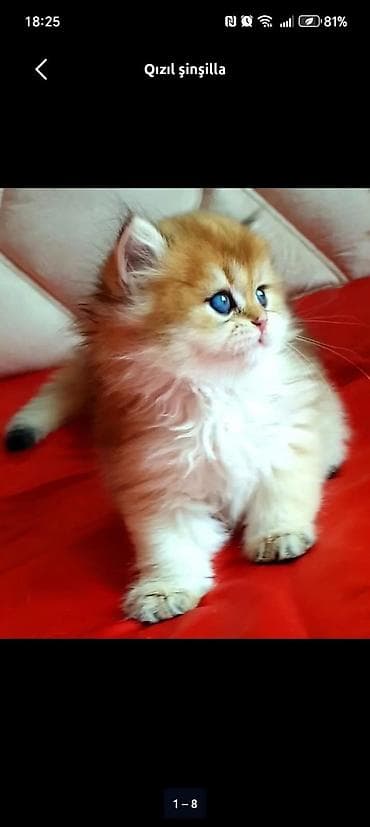 pişik: Britan — 7