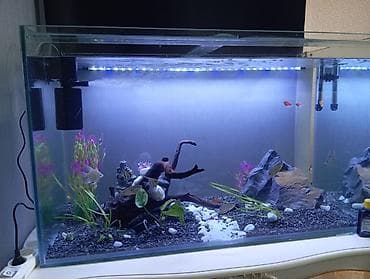 Dördbucaq akvarium, Balıqlarla birlikdə, 300 l, Pulsuz çatdırılma