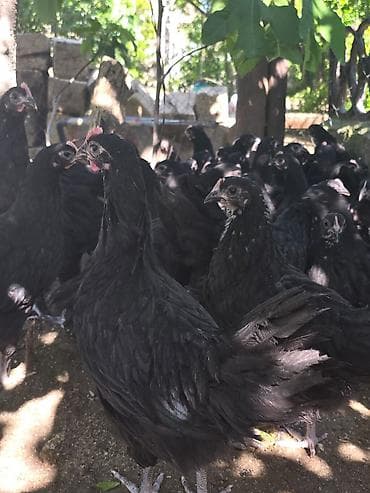 🐓 Satılır – 2 Aylıq Təmiz Qan Avstrolop Cücələri 95 ədəd sağlam və — 9