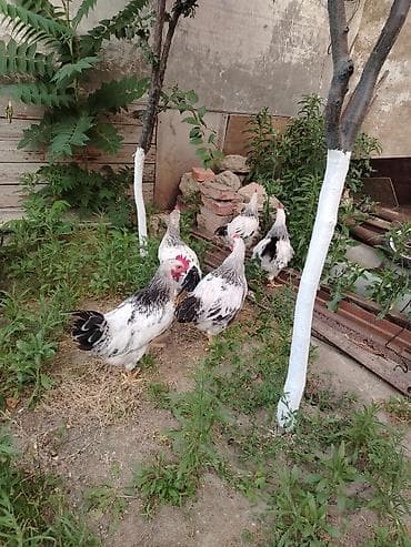 K/t heyvanları və malları: Salam. 3 ayliq xoruzlardi tam saglam vaksinleride vurulub. Isteyen — 3