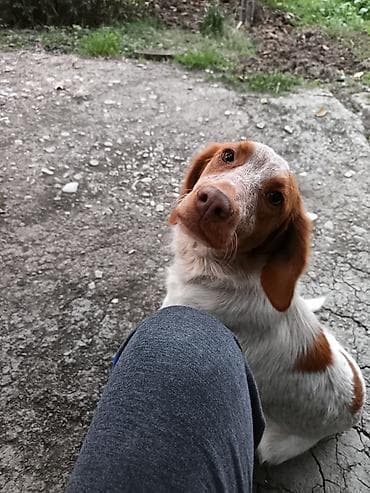 balaca şirin itlər: Ev itləri – ov/çoban tipli balalar PULsuz etibarlı əllərə verilir. itə — 1