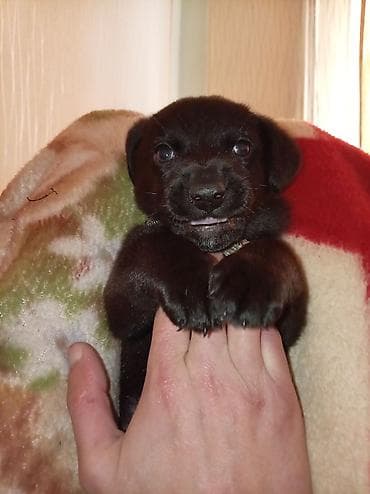 it balasi satisi: Peyvəndli — 4