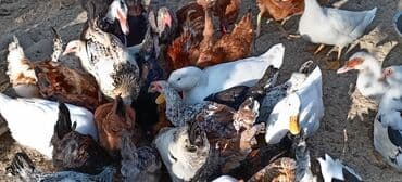 hinduşka əti: Heyetde yetişdirilmiş müxtəlif cins toyuqlar və ördəklər təklif — 6