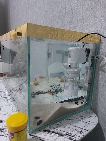 akvarium baliqlari qizil baliq: Akvaryum komplekti - Şüşə akvarium, üst hissədə qızılı dekorativ — 2