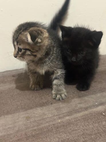 Gəmiricilər: Yaxşı əllərə — 3