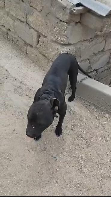 pitbul: Pitbul, Peyvəndli — 3