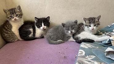 ev sicani: 🐾 Salam dostlar! Balaca, şirin pişik balalarını pulsuz olaraq — 2